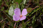 Fringed meadowbeauty